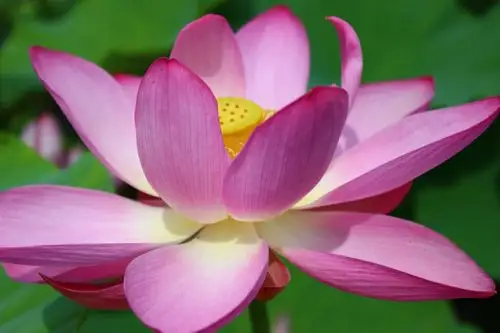 佛国净土莲花台.