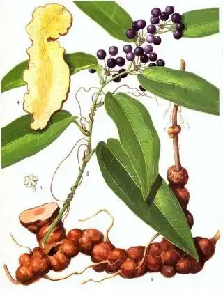 菝葜图片_菝葜的功效与作用-古中药养生网