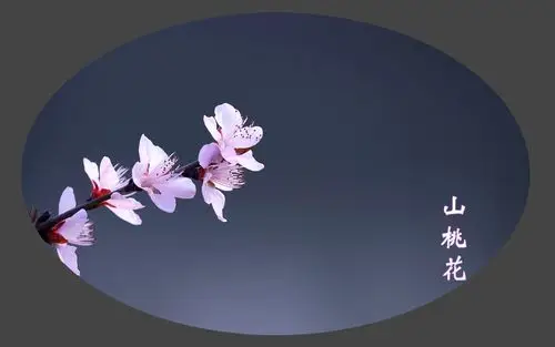 山桃花唯美意境风景图片桌面壁纸高清大图预览1920x1200_植物壁纸下载