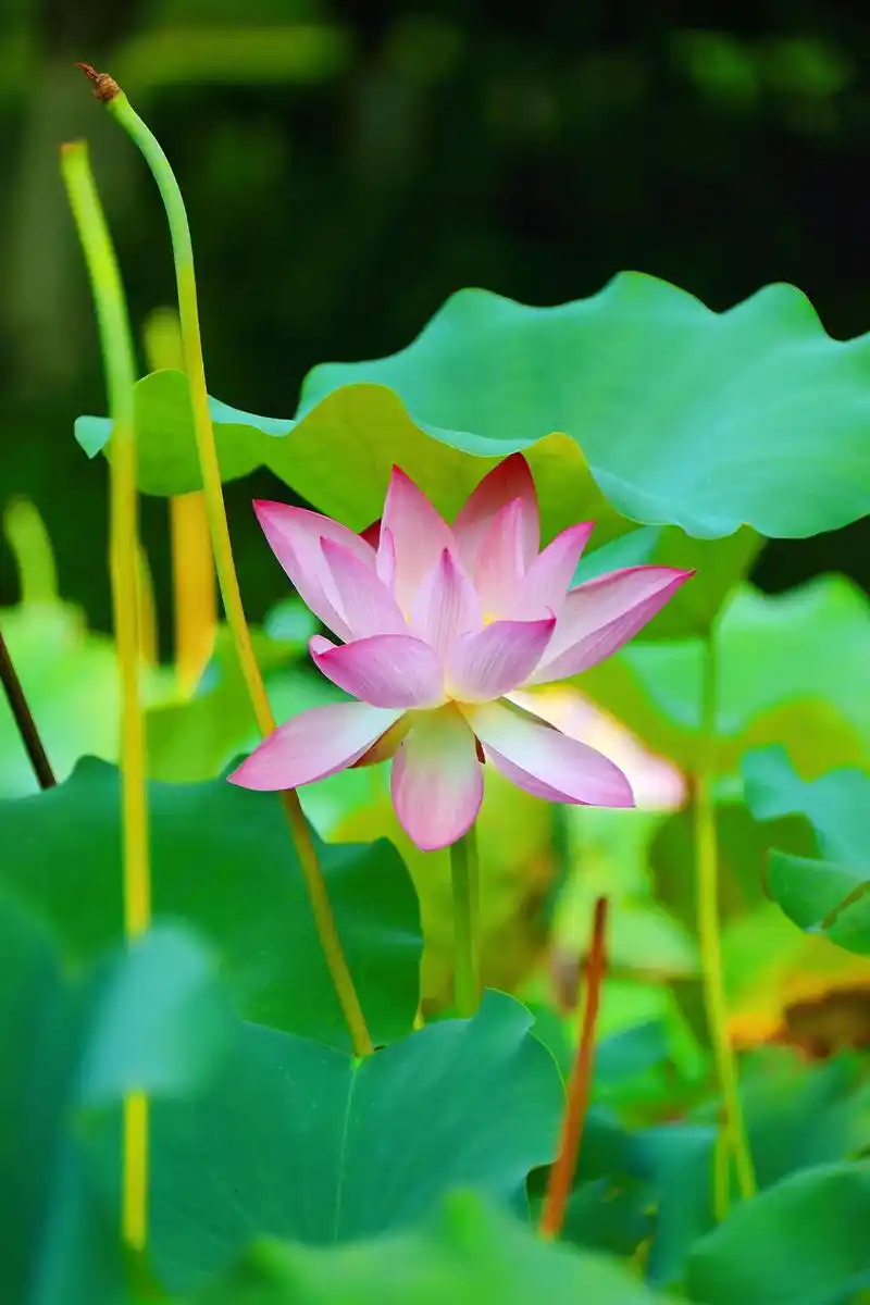 夏日荷花 #好运莲莲 #摄影 #荷塘美景 - 抖音