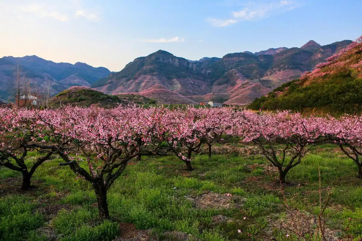 源东千亩桃花风景实拍(浙江金华)