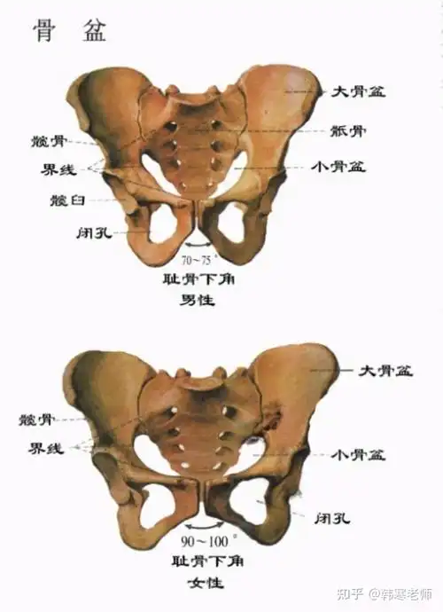 韩寒老师|你的骨盆"错"位了吗