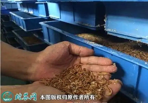黄粉虫养殖技术图4