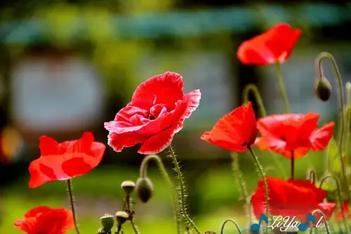 美丽的罂粟花