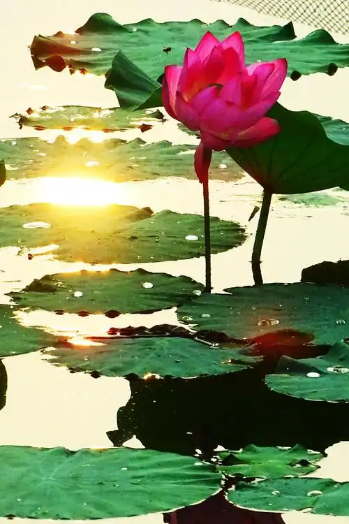 荷塘里太阳的倒影,比天上的太阳还要光彩夺目,还要辉煌动人