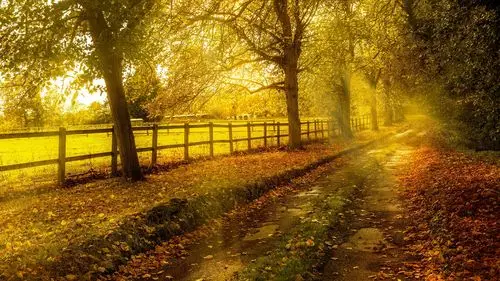 trees, golden leaves, path, fence, autumn 750x