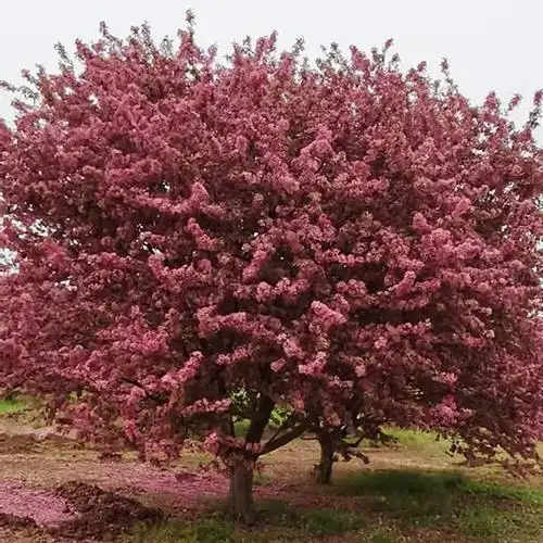 公司:沭阳县凯阳花卉经营部高杆西府海棠树苗  垂