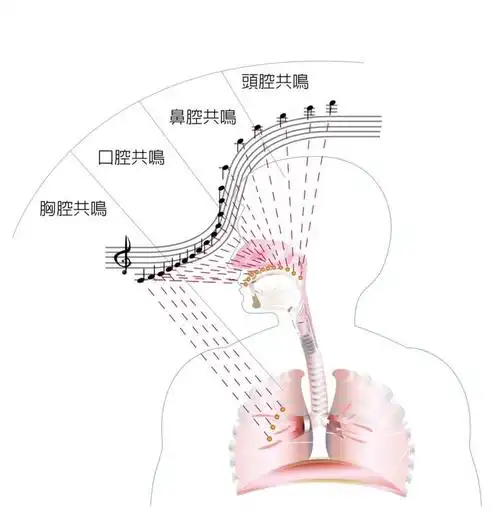 打开了,并且这还容易使气息集中,便于协调气息和共鸣腔体之间的关系