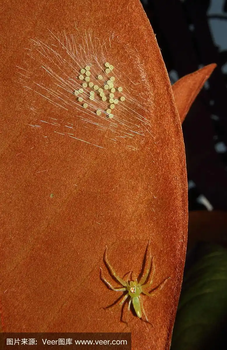 木兰绿跳蛛和鸡蛋