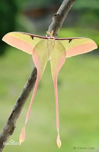 求大神看看这是什么蝴蝶.._百度知道