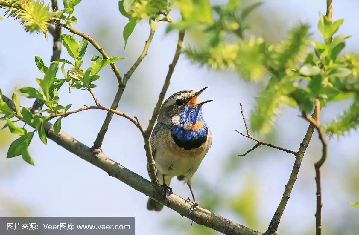 在一个阳光明媚的日子里,一只雄性蓝喉鸟坐在树枝上唱着歌