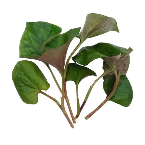 新鲜耳根鱼腥嫩叶2斤野侧嫩芽叶子四川特产鱼腥草