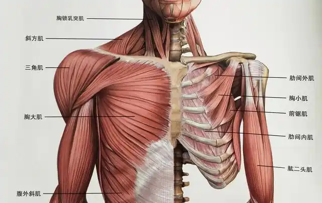 9项基于科学的绝佳胸部肌肉锻炼30天打造箱型胸肌更饱满坚挺