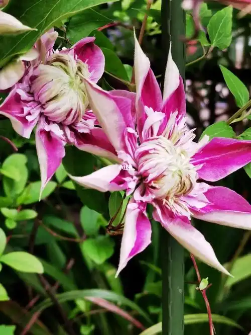 草 #虞美人 #月季朱丽叶 #四季海棠 #矮牵牛冰淡紫  #墨西哥  飞蓬