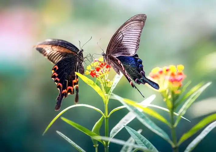 蝴蝶图片大全唯美大图 飞舞的蝴蝶高清图片