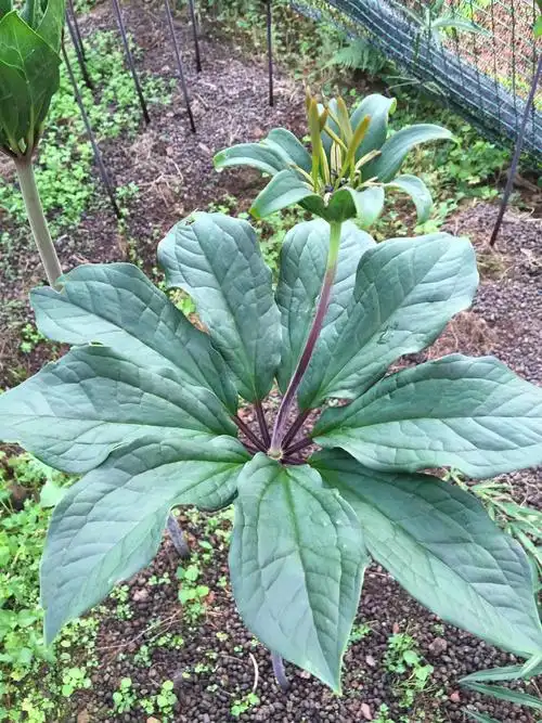 林下种植药材(重楼)
