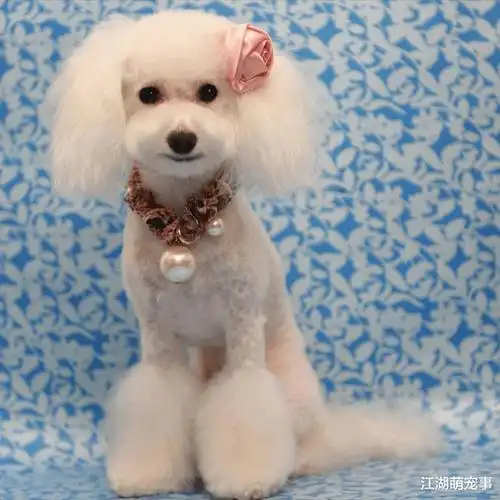 时下最流行的泰迪造型第5个最常见