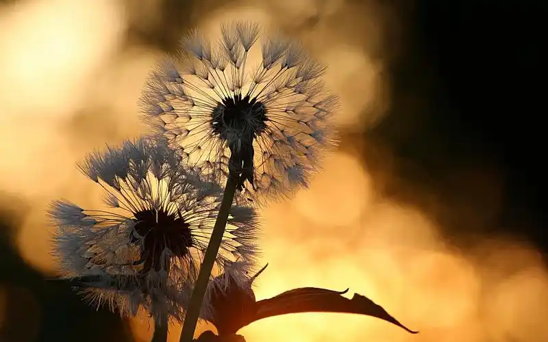 小清新植物蒲公英唯美梦幻特写