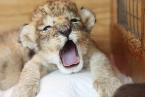 快来看刚出生12天的小狮子个个都是包子脸