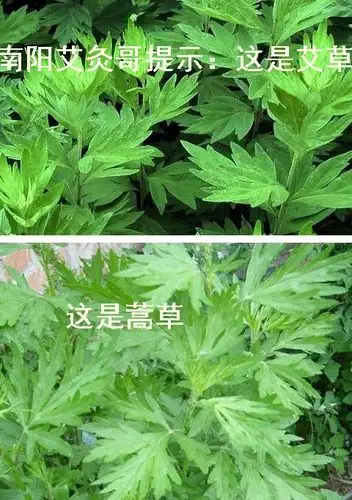 做艾灸的你懂得区分艾草和水蒿么