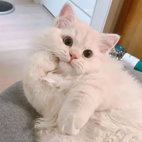 喵头像春季限定快来抢最萌头像