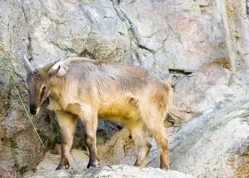 石山羊