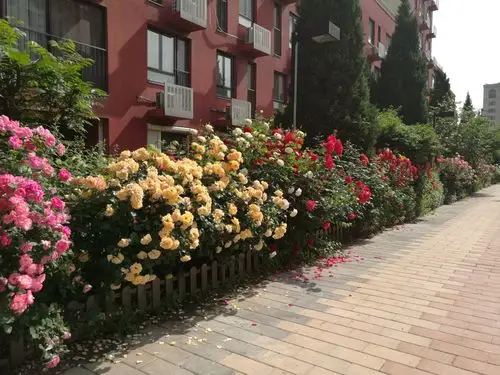 北京印象小区里的月季花