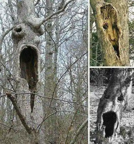 世界上最恐怖的神奇怪树