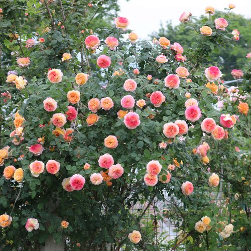 罗斯曼尼詹森复色藤本月季花苗庭院阳台爬藤蔷薇月季