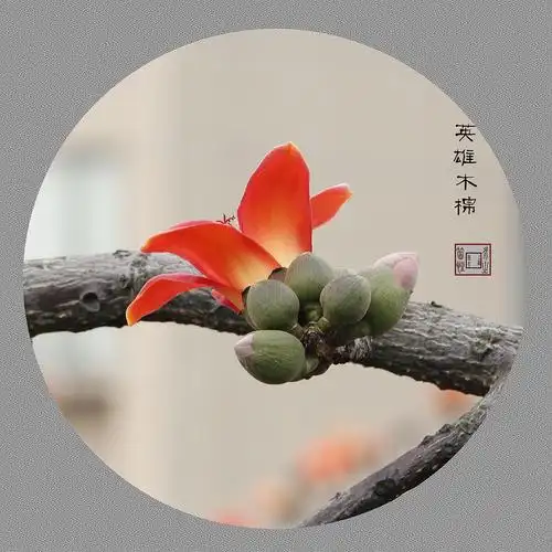 禅之花-木棉花