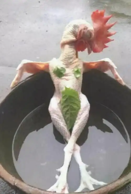 每日搞笑图片不好笑你找我:不同人眼中的鸡是不一样的