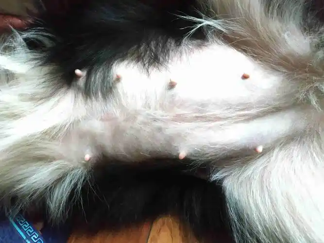 我家边牧怀孕63天了,怎么还不生宝宝?这像63天的孕妇吗?