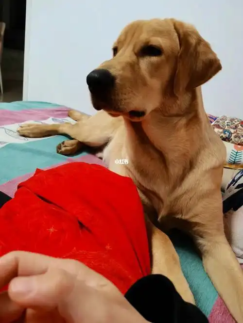 口罩原因和老公住各自单位,狗子送到婆婆家寄养了,在家淘的我想离家