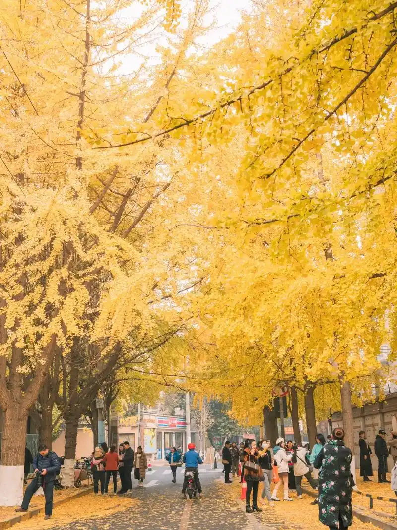 终于黄了!成都市区的街 - 抖音