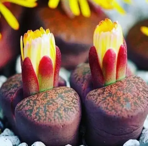 唯妙唯美生石花,石头开花快看吧!