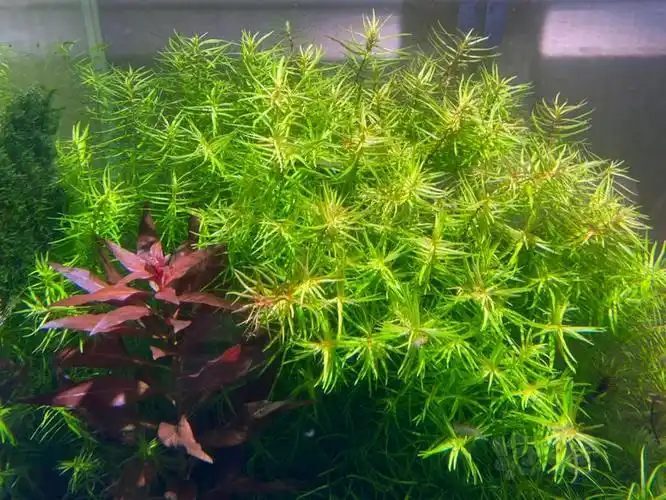 【水草】十字牛顿,红丝青叶,细叶牛顿,南美艾克打头水草