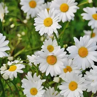 小清新绿色花草景色头像漂亮的花花草草图片