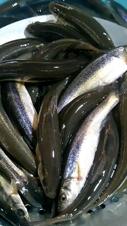东北冷水柳根鱼