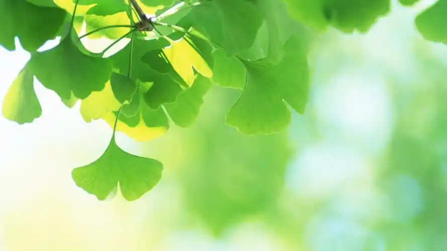 绿色护眼小清新嫩叶微距摄影高清宽屏桌面壁纸