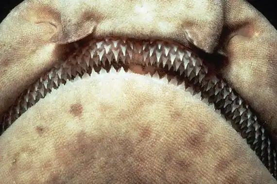 世界上牙齿最硬的动物,鲨鱼(咬食压力达18吨/10年换2万牙齿)