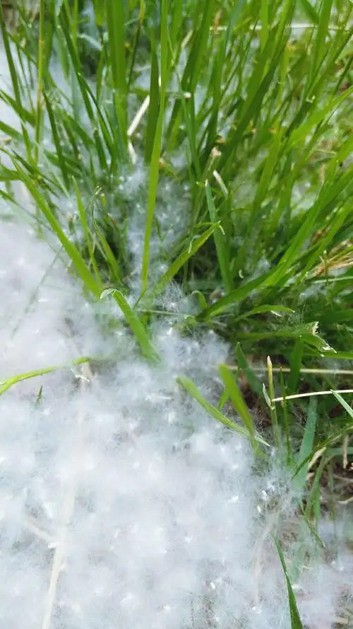 柳絮飘飘,似雪似絮似云似幻!