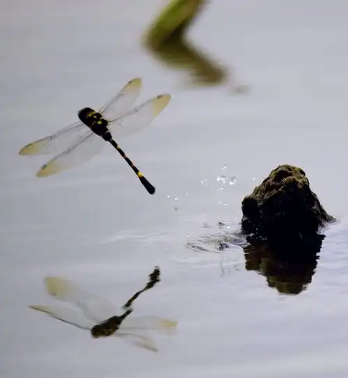 蜻蜓点水(组图)