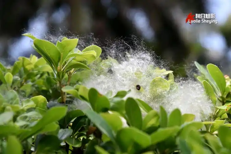 木棉飘絮