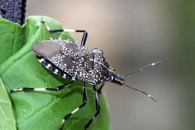 象科属半翅目,它们乃半翅目中种类最多的一群,全世界单椿象科种类就约