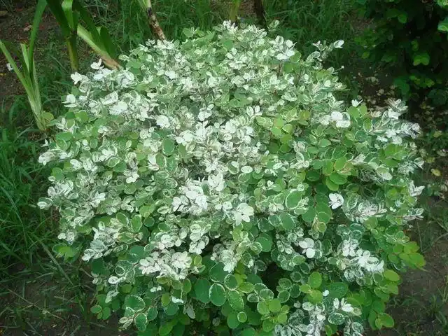 这种带有白色的圆叶可爱小灌木是什么名字呢?_百度知道