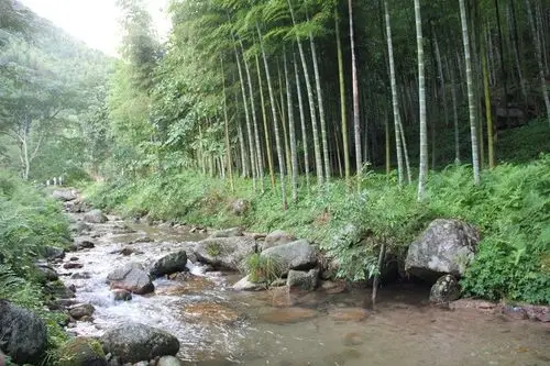 竹林,小溪