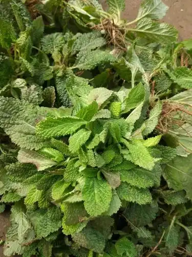 野生癞蛤蟆21年新品整棵荔枝草皱皮草雪见500g养生茶