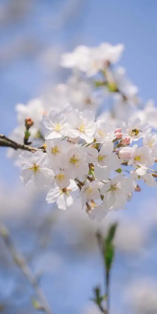 清新淡雅唯美梨花微距