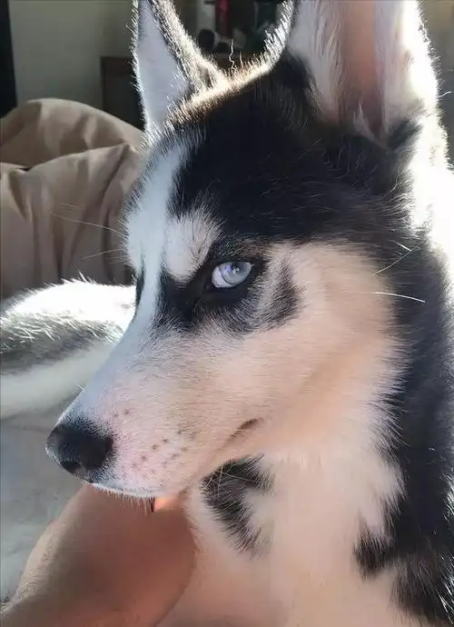 形容二哈狗样子的优美句子