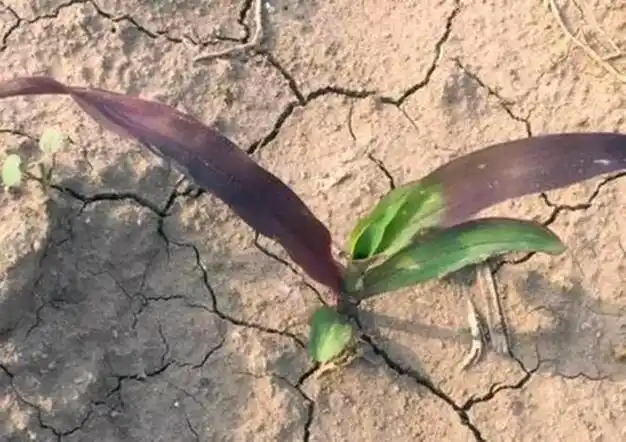 玉米苗发红发紫是咋回事?怎么预防?现象发生后该如何解决?